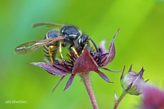 Gemeine Wespe (Vespula vulgaris)